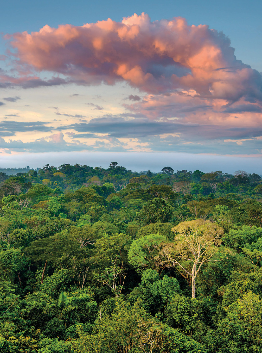 Imagem: Fotografia. Uma floresta com várias árvores. Ao fundo, nuvens em tons de vermelho no céu azul. Fim da imagem.