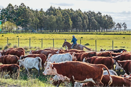 Imagem: Fotografia. Uma pessoa está montada em um cavalo atrás de vários bois marrons e brancos. Ao fundo, árvores. Fim da imagem.