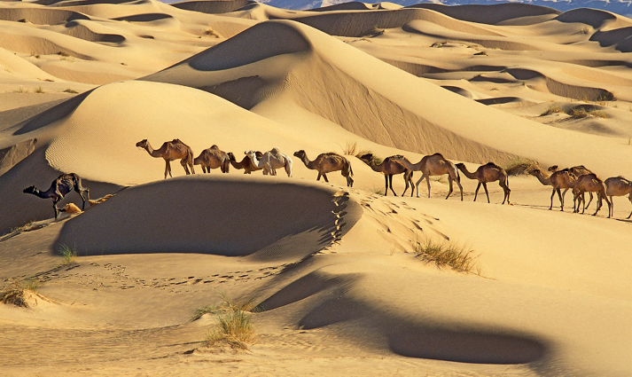 Imagem: Fotografia. Uma fileira de camelos andando em uma duna de areia. Ao fundo, mais dunas. Fim da imagem.