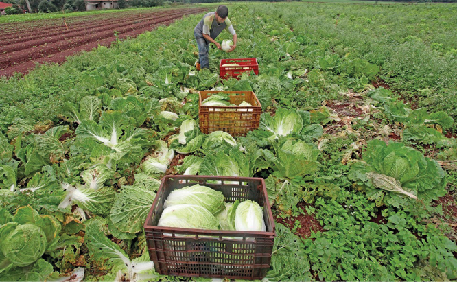 Imagem: Fotografia. Uma pessoa está segurando uma hortaliça sobre uma caixa. Em volta há uma plantação e entre as plantas, caixas com hortaliças dentro. Fim da imagem.