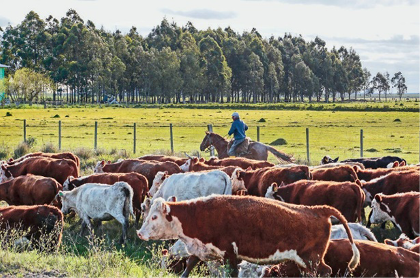 Imagem: Fotografia. Uma pessoa está montada em um cavalo atrás de vários bois marrons e brancos. Ao fundo, árvores. Fim da imagem.