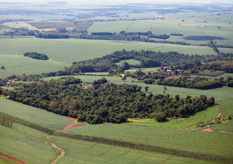 Imagem: Fotografia. Vista aérea de várias árvores aglomeradas sobre um terreno plano e verde. Ao fundo, morros e árvores.  Fim da imagem.
