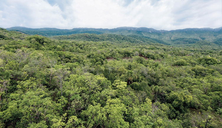 Imagem: Fotografia. Vista aérea de uma floresta. Fim da imagem.