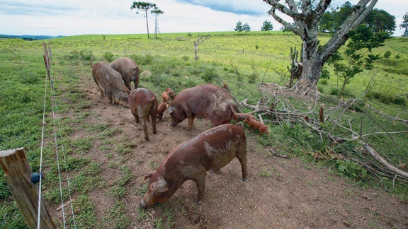 Imagem: Fotografia. Cinco porcos marrons e filhotes estão comendo grama. Ao fundo, terreno plano e verde com algumas árvores.  Fim da imagem.