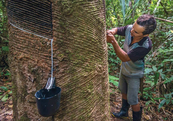 Imagem: Fotografia. Um homem está com as mãos no tronco de uma árvore. Em volta do tronco há linhas em espiral. Em uma das linhas há um líquido branco escorrendo e caindo dentro de um balde preto, que está pendurado na árvore.  Fim da imagem.