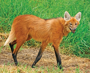 Imagem: Fotografia. Um lobo-guará com pelo alaranjado e patas pretas. Ao fundo, plantas.  Fim da imagem.