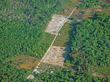 Imagem: Fotografia. Vista aérea de uma floresta. No centro há uma área desmatada. Fim da imagem.