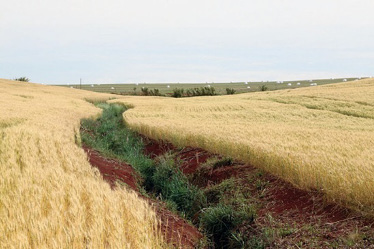 Imagem: Fotografia. Plantação de trigo e no centro há um buraco sinuoso com plantas verdes dentro.  Fim da imagem.
