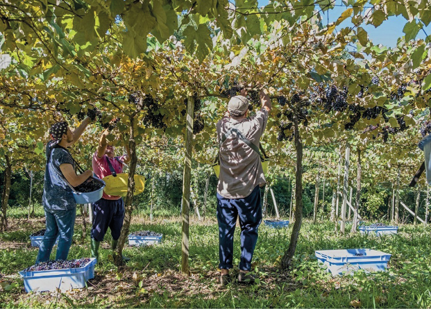 Imagem: Fotografia. Três pessoas estão com bacias penduradas no corpo e colhendo uvas em uma parreira. Em volta deles há vários cestos no chão com uvas dentro. Fim da imagem.