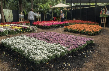 Imagem: Fotografia. Várias flores coloridas. Ao fundo, duas pessoas e plantas. Fim da imagem.