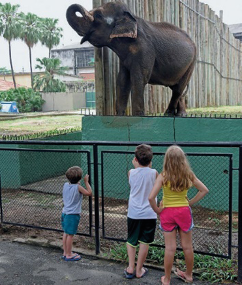 Imagem: Fotografia. Três crianças estão atrás de uma grade e ao fundo, um elefante está com a tromba para cima. Fim da imagem.