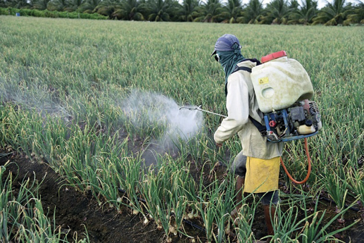 Imagem: Fotografia. Uma pessoa com rosto coberto está com um galão pendurado nas costas, segurando uma mangueira, que está conectada ao galão e jorrando um líquido sobre uma plantação. Fim da imagem.