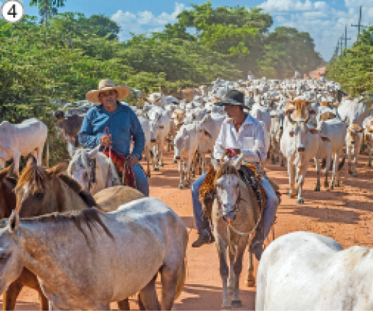 Imagem: Fotografia 4. Dois homens estão montados em cavalos. Atrás deles há vários bois brancos. Ao fundo, árvores. Fim da imagem.