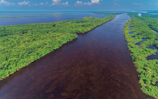 Imagem: Fotografia. Rio com água escura e com várias árvores em volta. Fim da imagem.