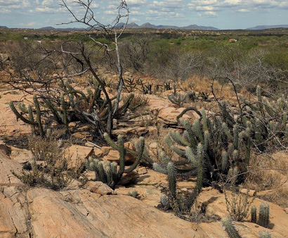 Imagem: Fotografia. Cactos sobre terra marrom. Ao fundo, árvores.  Fim da imagem.