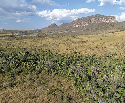 Imagem: Fotografia. Árvores em um terreno plano. Ao fundo, morros.  Fim da imagem.