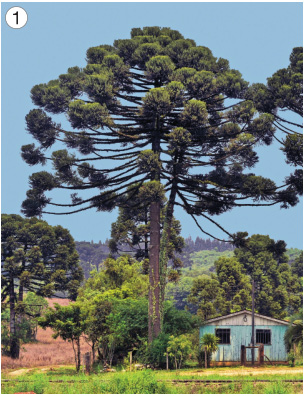 Imagem: Fotografia 1. Árvore alta com tronco fino e galhos virados para cima. Abaixo há uma casa e árvores.  Fim da imagem.