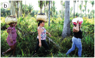 Imagem: Fotografia b. Três mulheres estão andando enfileiradas e carregando cestos sobre as cabeças. Em volta delas há muitas plantas e ao fundo, árvores.  Fim da imagem.