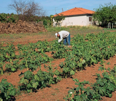 Imagem: Fotografia. Uma pessoa está colhendo quiabo em uma plantação. Ao fundo, uma casa e árvores. Fim da imagem.