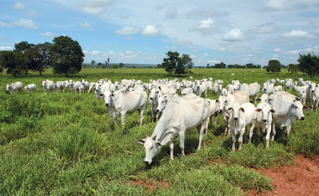 Imagem: Fotografia. Vários bois brancos pastando. Ao fundo, árvores. Fim da imagem.