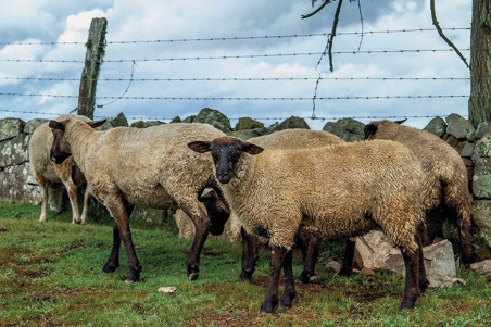 Imagem: Fotografia. Ovelhas marrons sobre grama e com cerca em volta. Fim da imagem.