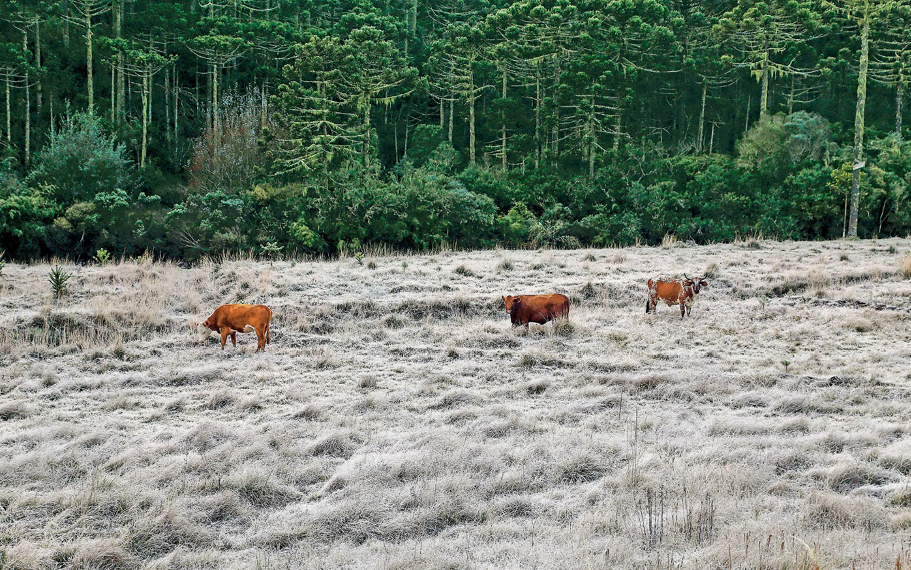 Imagem: Fotografia. Três bois estão pastando em um gramado em tons de cinza. Ao fundo, plantas e árvores verdes.  Fim da imagem.