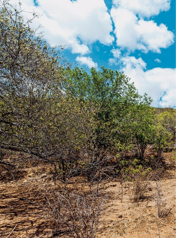 Imagem: Fotografia. Plantas verdes e algumas secas sobre terra marrom. Fim da imagem.