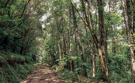 Imagem: Fotografia. Um caminho de terra com árvores em volta. Fim da imagem.