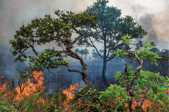 Imagem: Fotografia. Árvores e plantas. Em volta há fogo e fumaça escura. Fim da imagem.