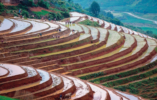 Imagem: Fotografia. Vista aérea de um morro com camadas de água. Em algumas camadas há pessoas plantando arroz. Ao fundo, morros e árvores. Fim da imagem.