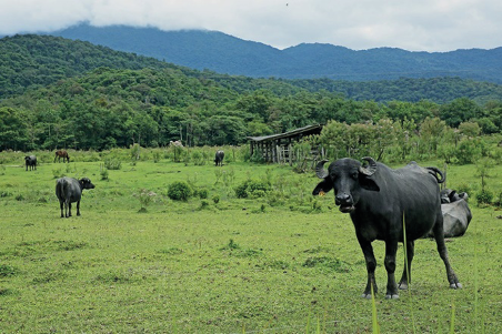 Imagem: Fotografia. Búfalos pretos sobre gramado. Ao fundo, árvores.  Fim da imagem.