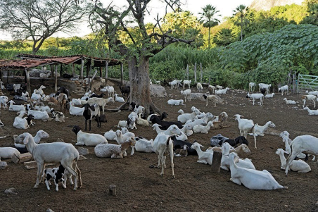 Imagem: Fotografia. Vários bodes brancos e pretos sobre terra. Ao fundo, árvores. Fim da imagem.