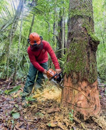 Imagem: Fotografia. Uma pessoa está segurando um motosserra e cortando o tronco de uma árvore. Fim da imagem.