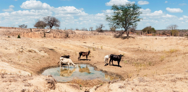 Imagem: Fotografia. Cinco bezerros muito magros estão ao lado de uma poça d’água. Em volta há terreno seco e algumas árvores. Fim da imagem.