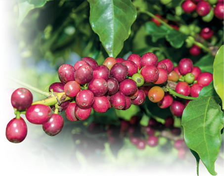 Imagem: Fotografia. Frutos de café de cor avermelhada em volta de um galho. Ao fundo, folhas verdes e mais frutos.  Fim da imagem.