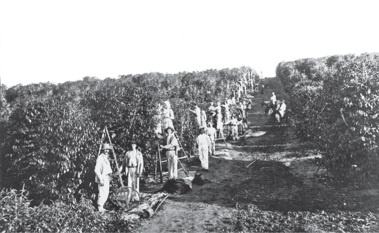 Imagem: Fotografia em preto e branco. Várias pessoas ao lado de uma plantação de café.  Fim da imagem.