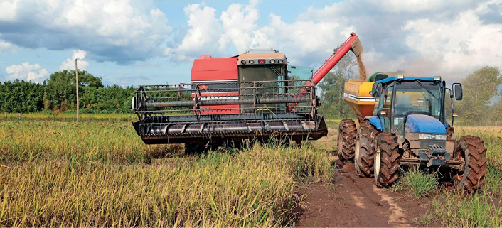 Imagem: Fotografia. À esquerda, um trator com braço mecânico está despejando arroz na parte traseira de outro caminhão ao lado. Em volta, plantação e arroz e ao fundo, árvores. Fim da imagem.