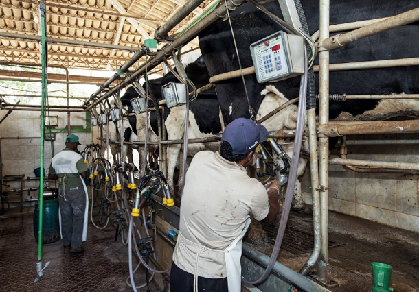 Imagem: Fotografia. Um homem está colocando uma máquina embaixo de uma vaca, que está atrás de uma cerca. Ao lado há uma máquina ordenhando outras vacas.  Fim da imagem.