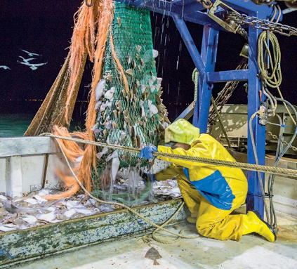 Imagem: Fotografia. Uma pessoa com capa amarela, luvas e botas está agachada em um barco e puxando uma corda. Ao seu lado há uma rede com vários peixes dentro.   Fim da imagem.