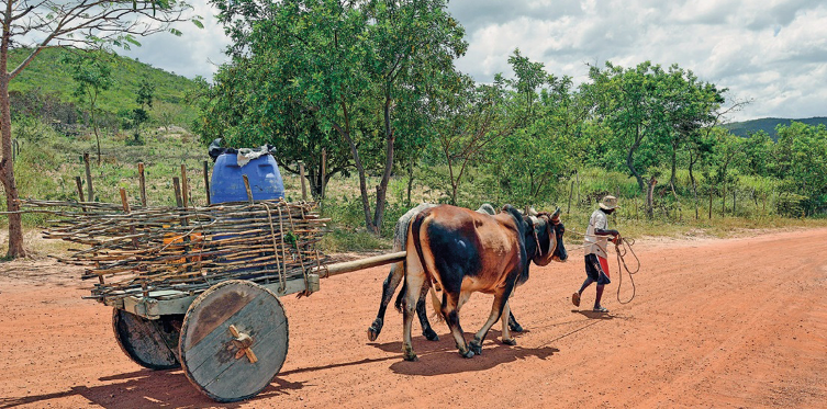 Imagem: Fotografia. Um homem está andando e puxando uma corda, que está presa em dois bois e os animais estão puxando uma carroça com um galão em cima. Ao fundo, árvores e plantas. Fim da imagem.