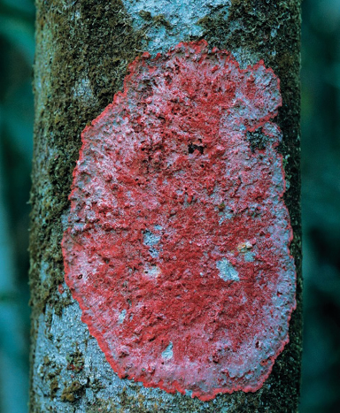 Imagem: Fotografia. Manchas avermelhadas em um tronco de árvore.  Fim da imagem.