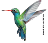 Imagem: Fotografia. Pássaro beija-flor com asas abertas em tons de azul e verde e bico laranja fino. Fim da imagem.
