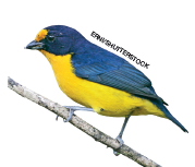 Imagem: Fotografia. Pássaro azul com barriga amarela. Fim da imagem.