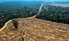 Imagem: Fotografia. Vista aérea de desmatamento extenso em corte formando campo aberto sem árvores com mato seco. Ao lado há corte reto mostrando floresta densa. Fim da imagem.