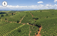 Imagem: Fotografia. 1: Vista de plantação extensa tomando montes até o horizonte.  Fim da imagem.