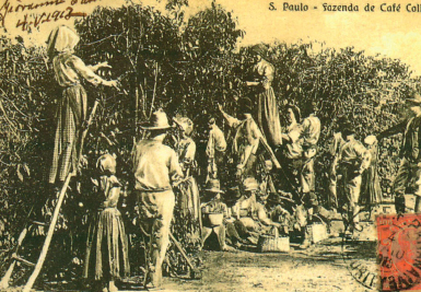 Imagem: Fotografia em preto e branco. Homens e mulheres trabalhando em plantação de árvores baixas de café. Fim da imagem.