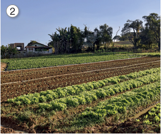 Imagem: Fotografia. 2: Vista de horta extensa com fileiras de plantações.  Fim da imagem.