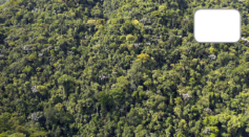 Imagem: Fotografia. Vista aérea de mata fechada por árvores diversas de copas largas. Fim da imagem.