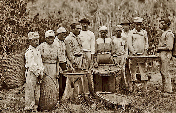 Imagem: Fotografia em preto e branco. Homens e mulheres segurando cestos e peneiras em plantação de café. Fim da imagem.