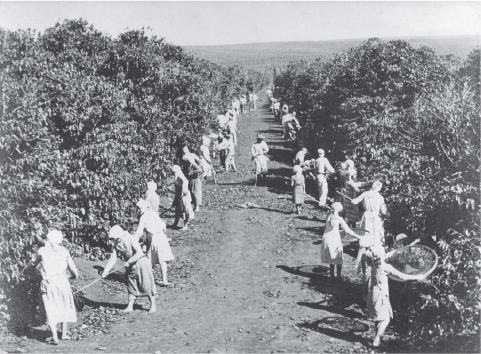 Imagem: Fotografia em preto e branco. Há homens e mulheres trabalhando em plantação de café extensa. Fim da imagem.